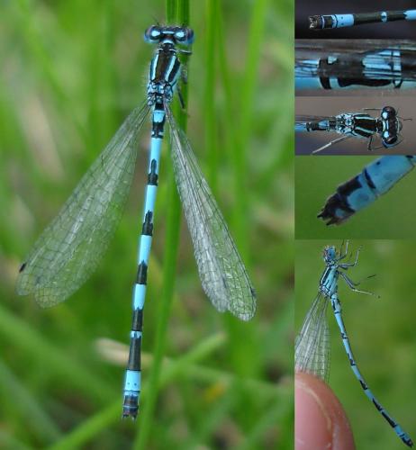 Coenagrion mercuriale