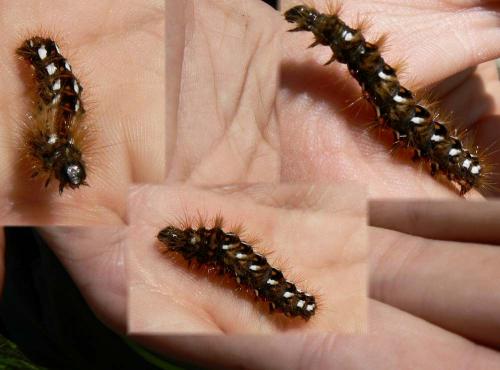 Acronicta rumicis