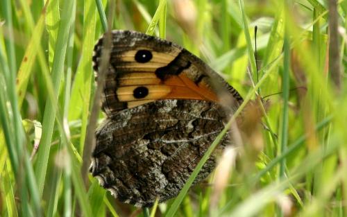 photo de papillon