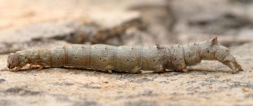 Catocala coniuncta