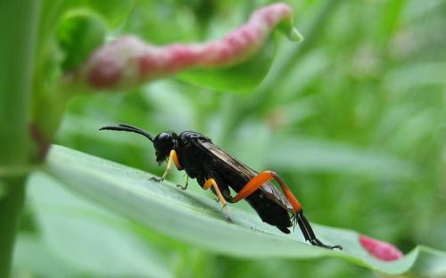 Macrophya (diversipes-rufipes)