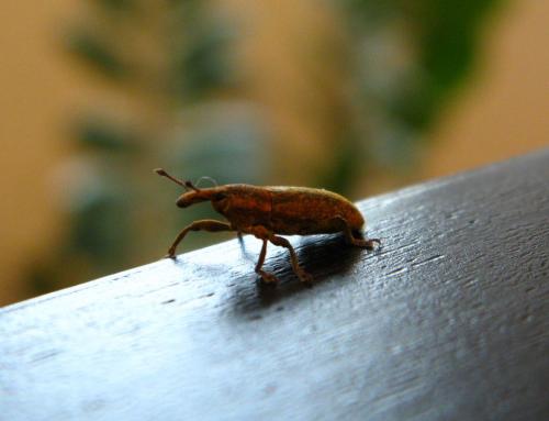 Lixus sp.
