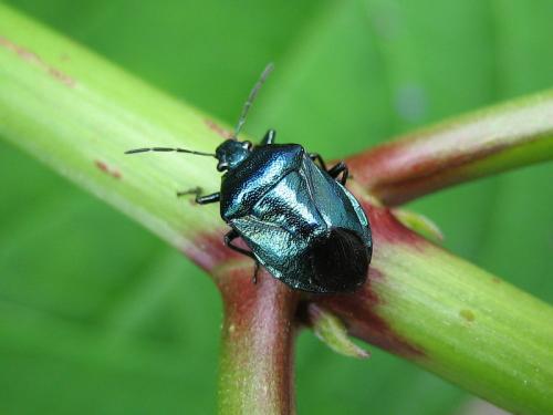 Réf. 20 155 : Zicrona caerulea