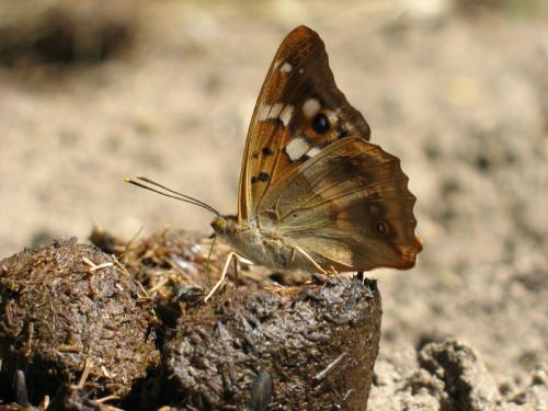 Apatura ilia