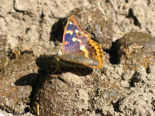 Apatura ilia