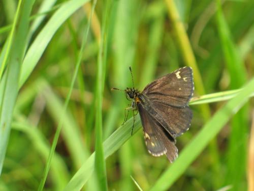 Heteropterus morpheus