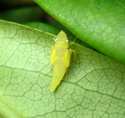 Réf. 20 809 : Graphocephala fennahi