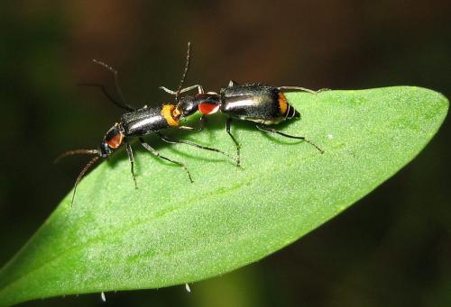 Réf. 20 913 : Axinotarsus pulicarius