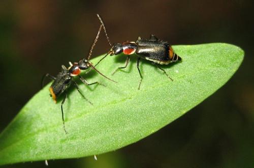 Axinotarsus pulicarius