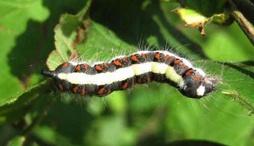 Acronicta psi