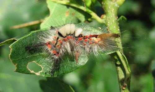 Orgyia antiqua