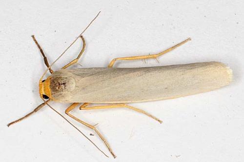 Eilema sp.