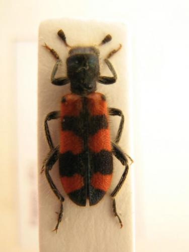 Trichodes leucopsideus