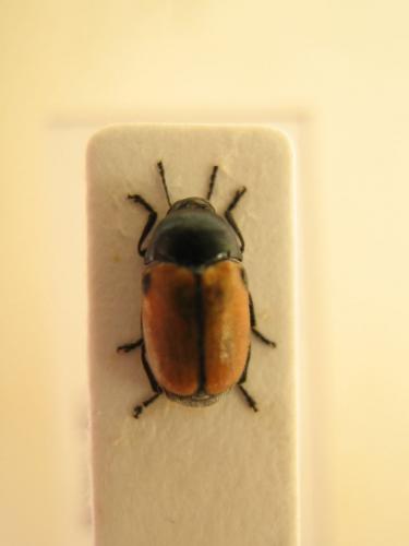 Cryptocephalus sp.