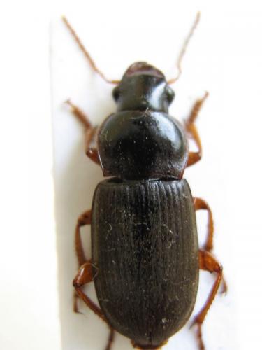 Pseudoophonus rufipes