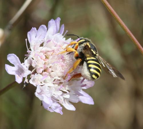 Trachusa integra