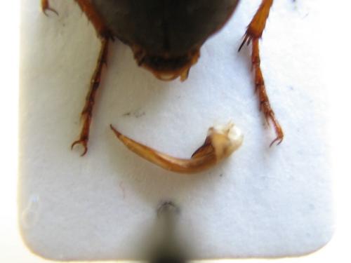 Pseudoophonus rufipes