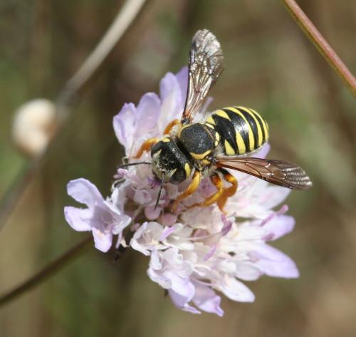 Trachusa integra