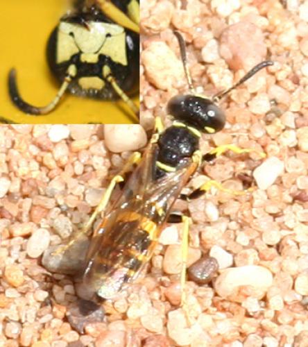 Philanthus venustus