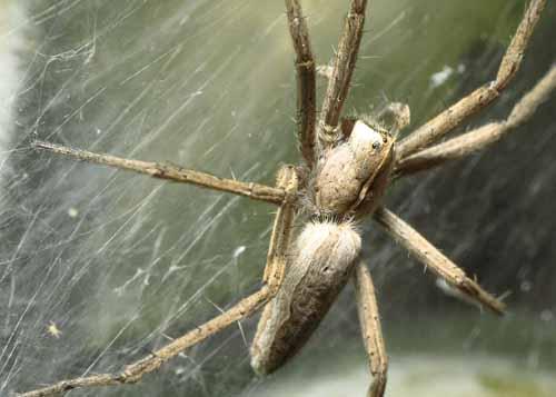 Pisaura mirabilis