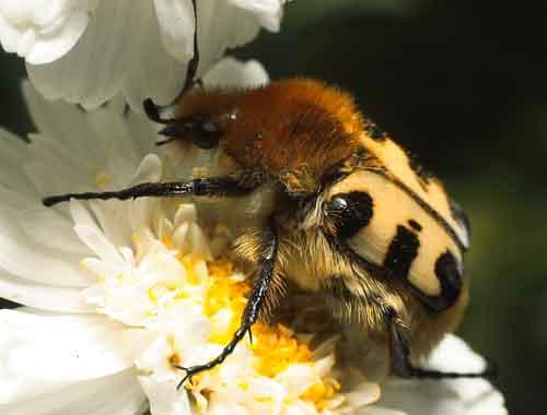 Réf. 20 341 : Trichius gallicus