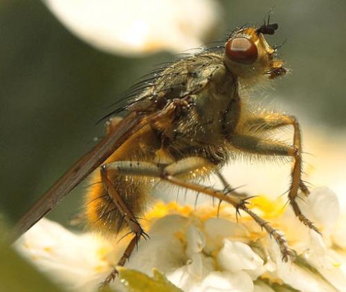 Scathophaga stercoraria