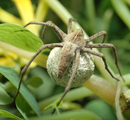 Réf. 20 501 : Pisaura mirabilis
