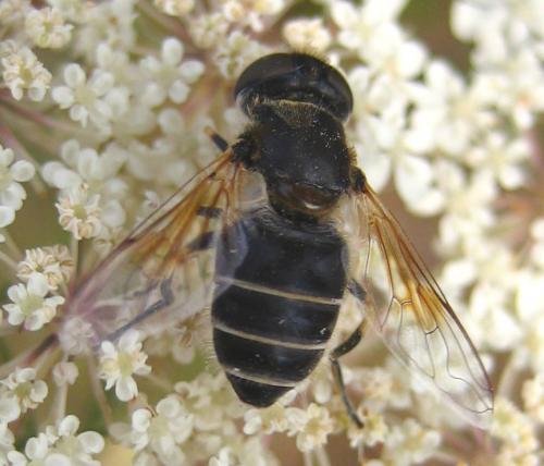 Réf. 20 420 : Eristalis sp.
