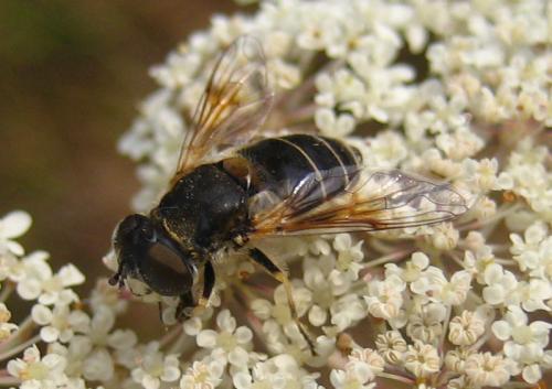 Réf. 20 421 : Eristalis sp.