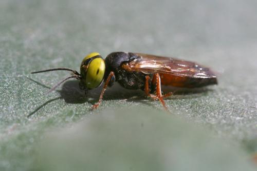 Réf. 20 618 : Tachysphex incertus rufiventralis