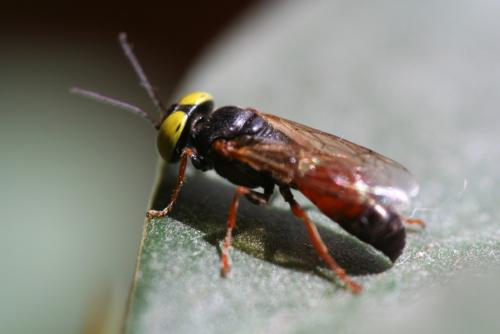 Réf. 20 619 : Tachysphex incertus rufiventralis
