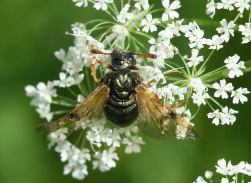 Abia fulgens