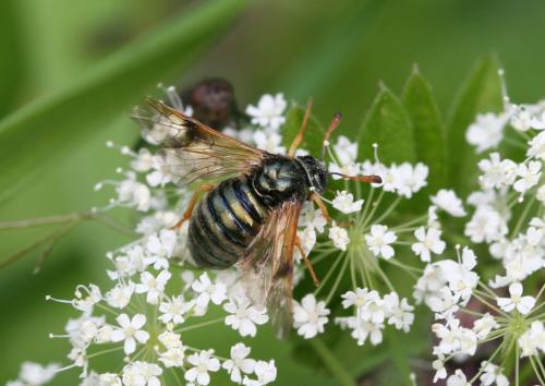 Abia fulgens