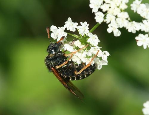 Réf. 20 572 : Abia fulgens