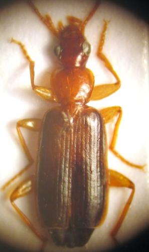 Dromius meridionalis
