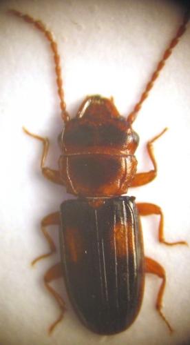Laemophloeus monilis