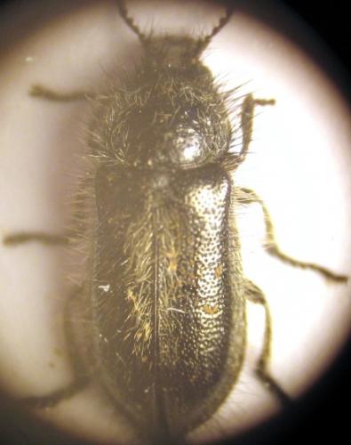 Enicopus sp.