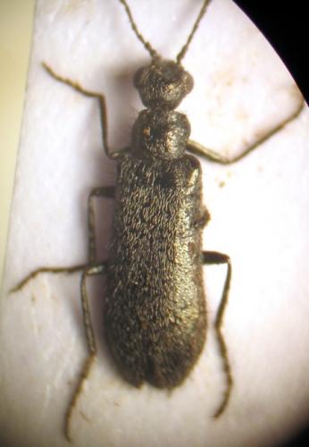 Dasytes sp.