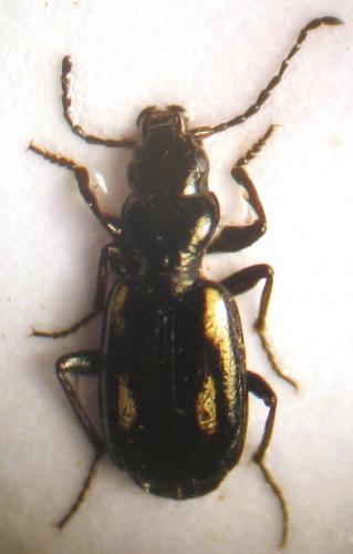 Lionychus quadrillum