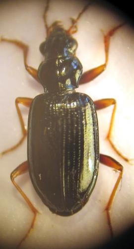 Bembidion latinum
