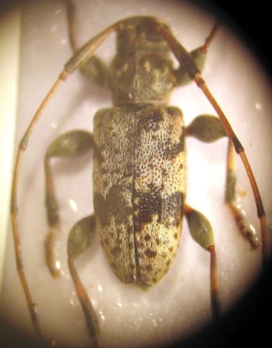 Leiopus femoratus