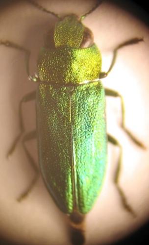 Anthaxia nitidula