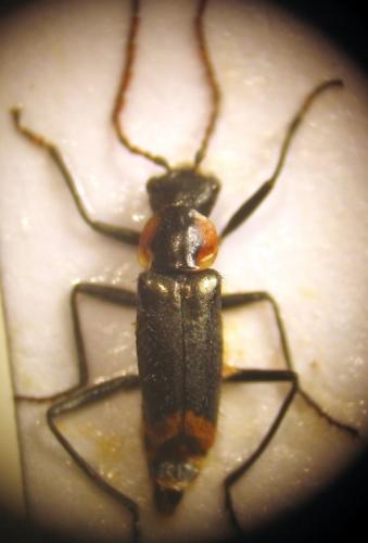 Axinotarsus pulicarius