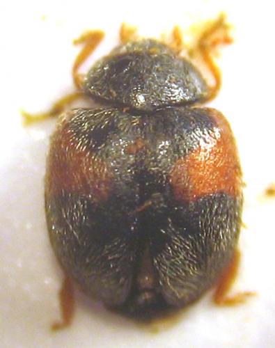 Scymnus sp.