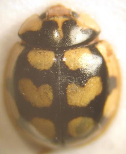 Oenopia lyncea