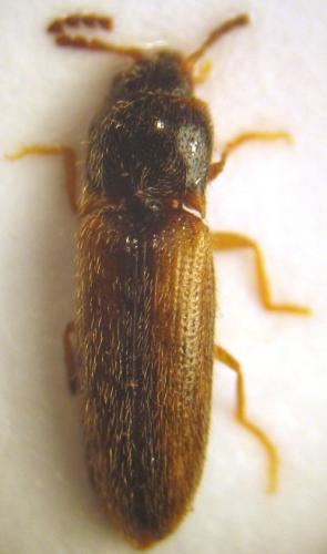 Réf. 20 932 : Adrastus sp.