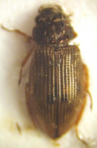 Helophorus sp.