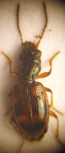 Bembidion articulatum