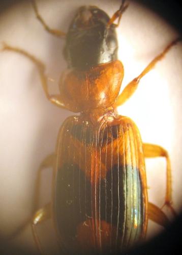 Badister unipustulatus