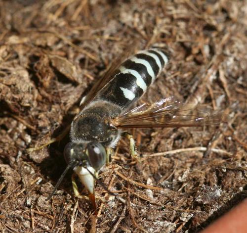 Bembix oculata